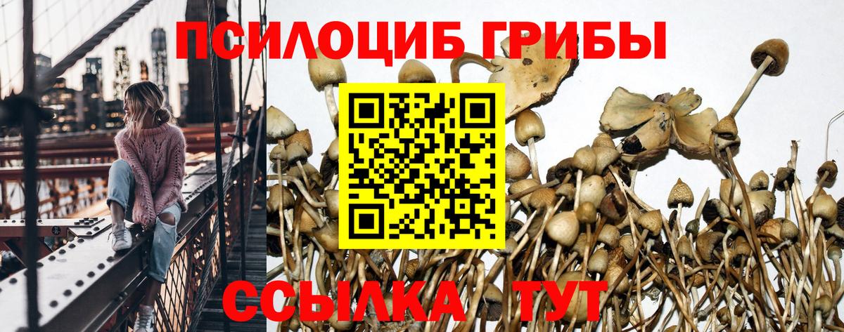 Вичуга  Псилоцибиновые грибы прущие грибы  Вход с VPN 